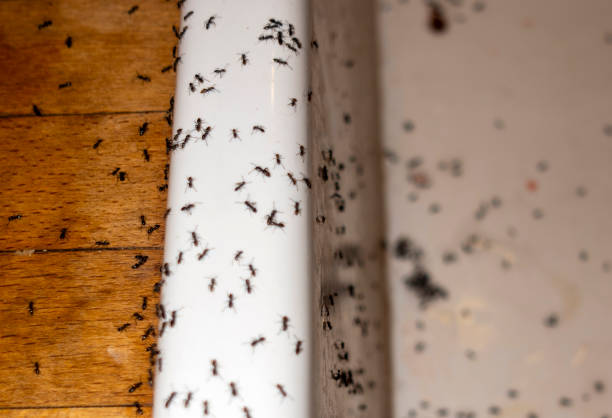Best Best Pest Control Companies  in Batesville, MS
