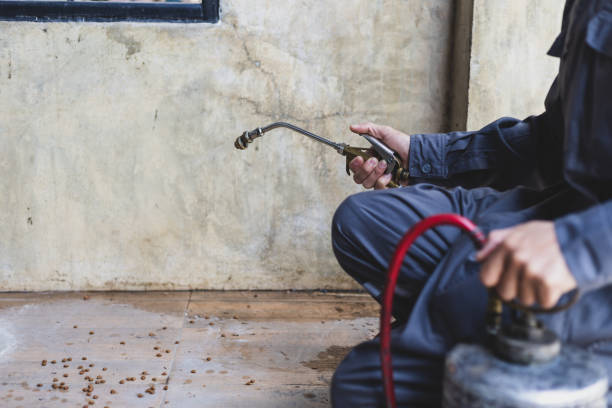 Best Ant Control Services  in Batesville, MS